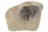 Rare, Spiny Corynexochid Trilobite (Bojoscutellum?) - Morocco #381156-3